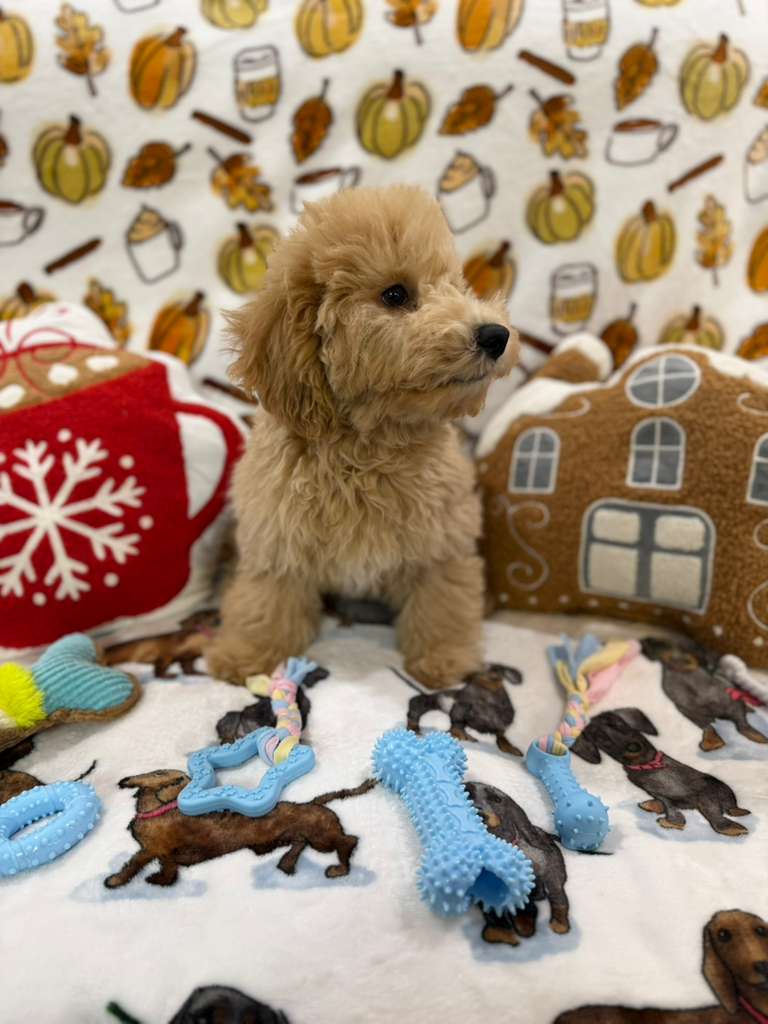 BEAR (Bichon Poodle)