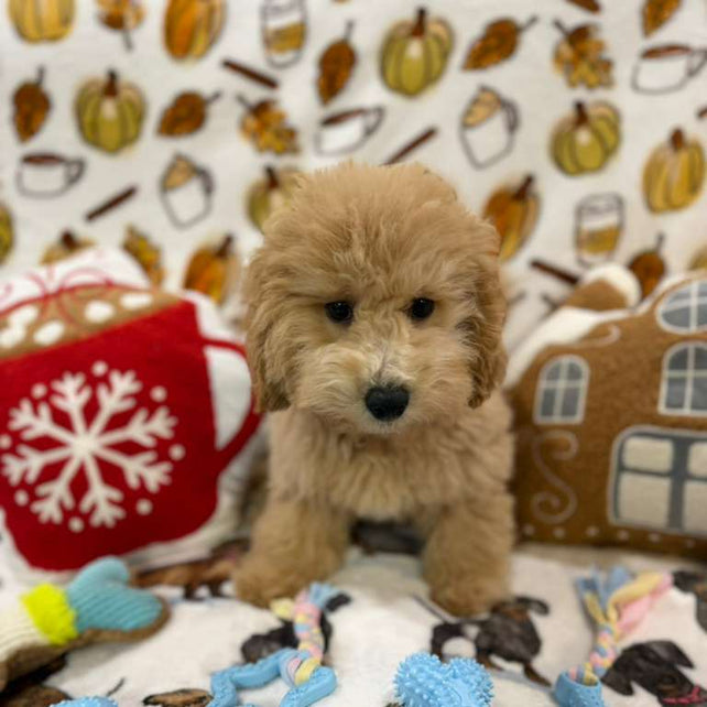 BEAR (Bichon Poodle)