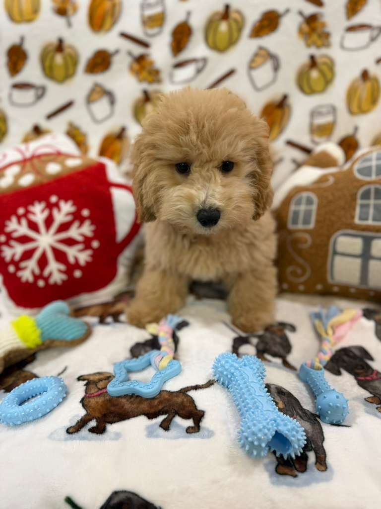 BEAR (Bichon Poodle)