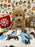 BEAR (Bichon Poodle)