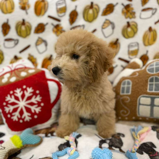 BEAR (Bichon Poodle)