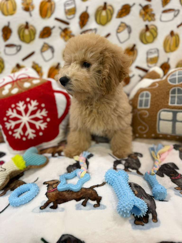 BEAR (Bichon Poodle)
