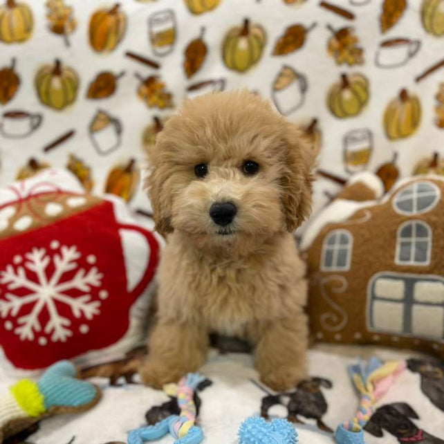 BEAR (Bichon Poodle)