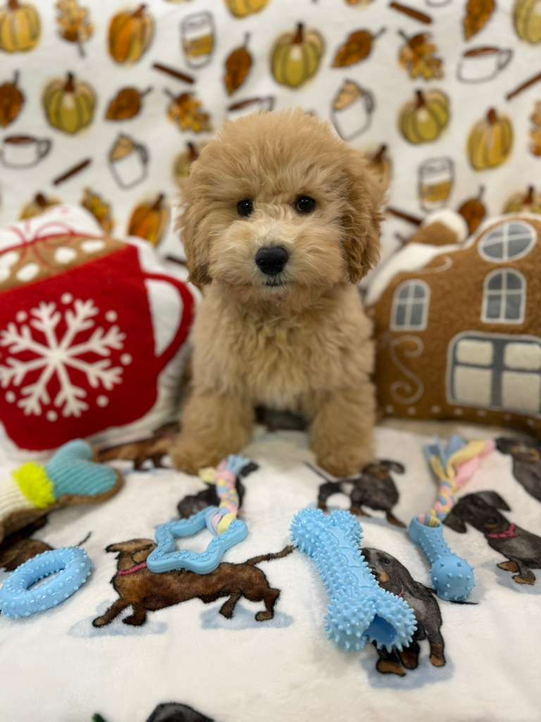 BEAR (Bichon Poodle)