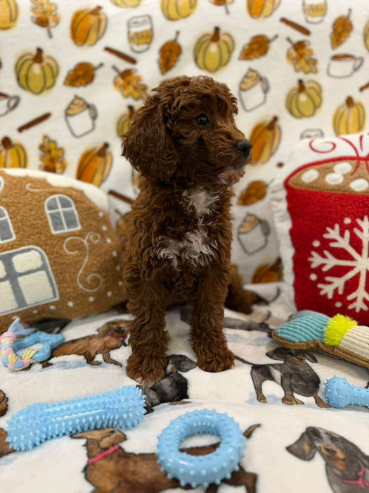 BENNY (Red AKC Mini Poodle)