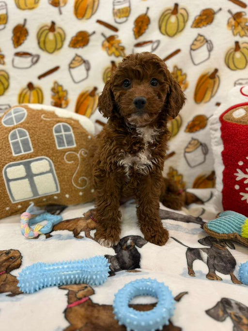 BENNY (Red AKC Mini Poodle)