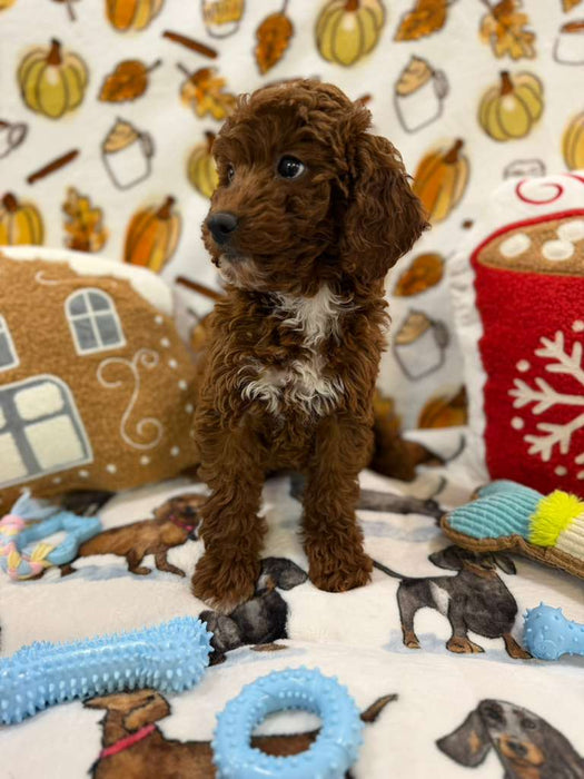 BENNY (Red AKC Mini Poodle)