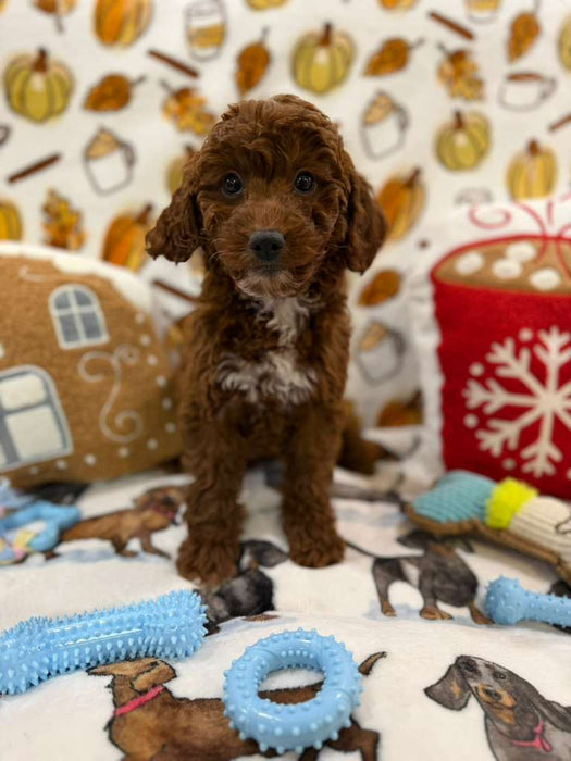 BENNY (Red AKC Mini Poodle)