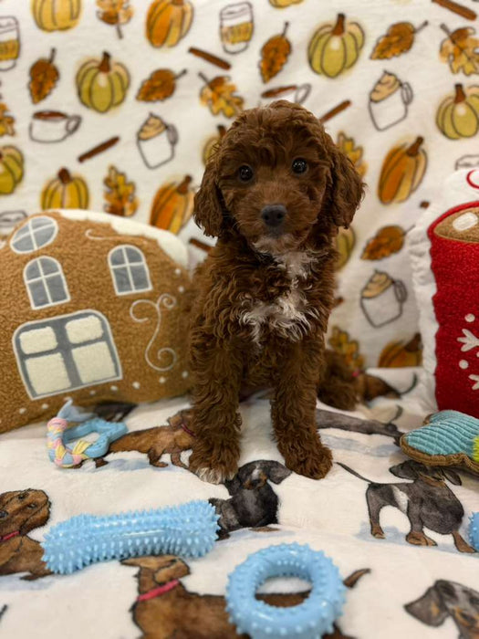 BENNY (Red AKC Mini Poodle)
