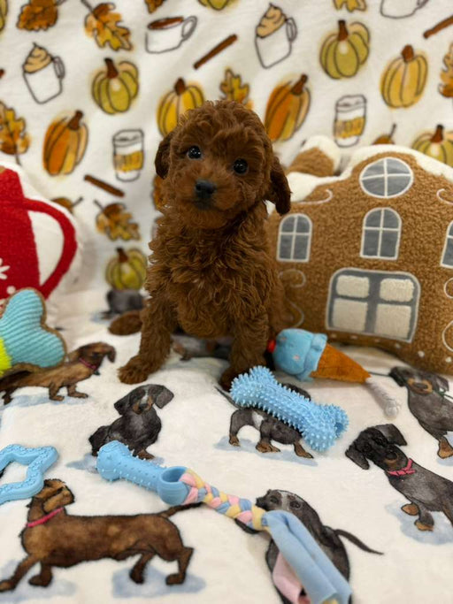 BENTLEY (Red AKC Toy Poodle)