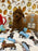 BENTLEY (Red AKC Toy Poodle)