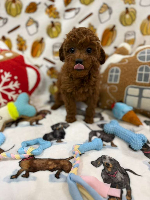 BENTLEY (Red AKC Toy Poodle)
