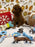 BENTLEY (Red AKC Toy Poodle)