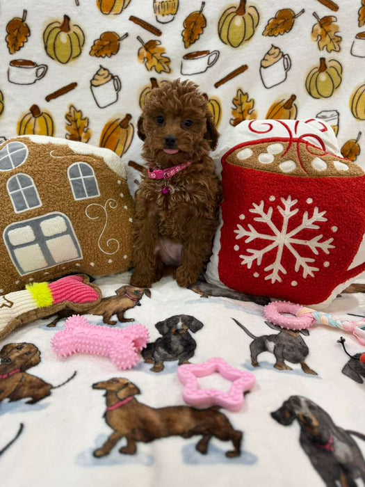 BAILEY (Red AKC Toy Poodle)