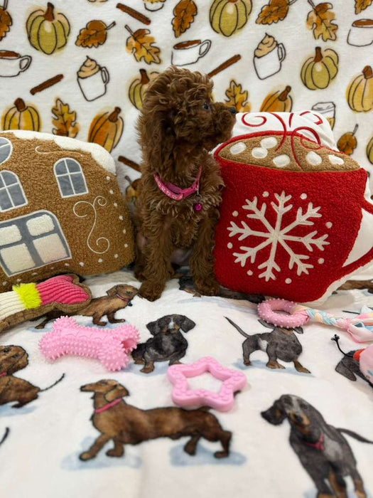 BAILEY (Red AKC Toy Poodle)