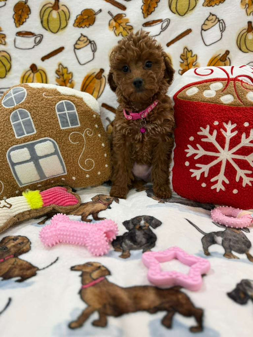 BAILEY (Red AKC Toy Poodle)