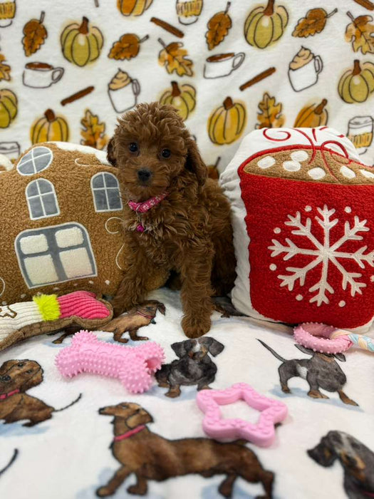 BAILEY (Red AKC Toy Poodle)