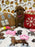 BAILEY (Red AKC Toy Poodle)