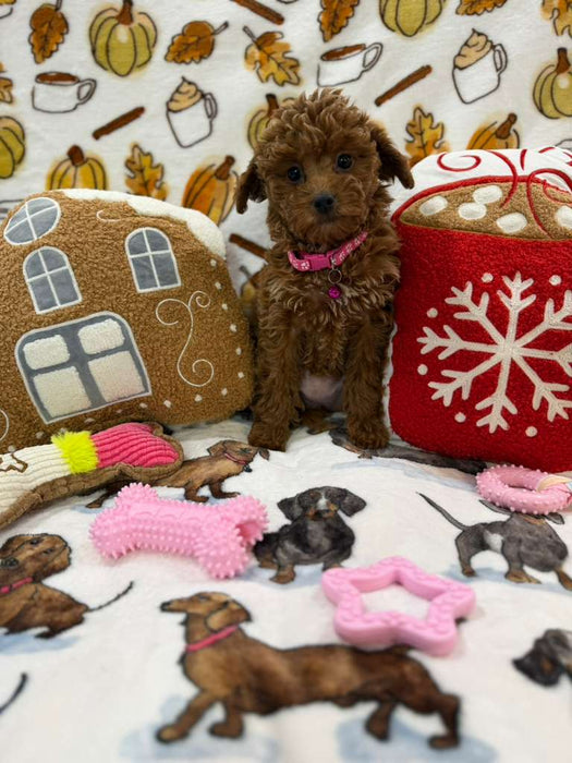 BAILEY (Red AKC Toy Poodle)