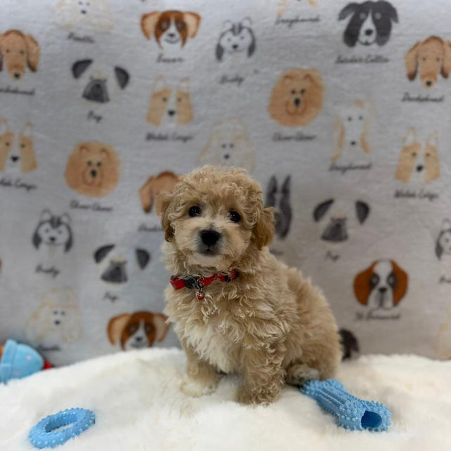 MYKE (Bichon-Poodle)