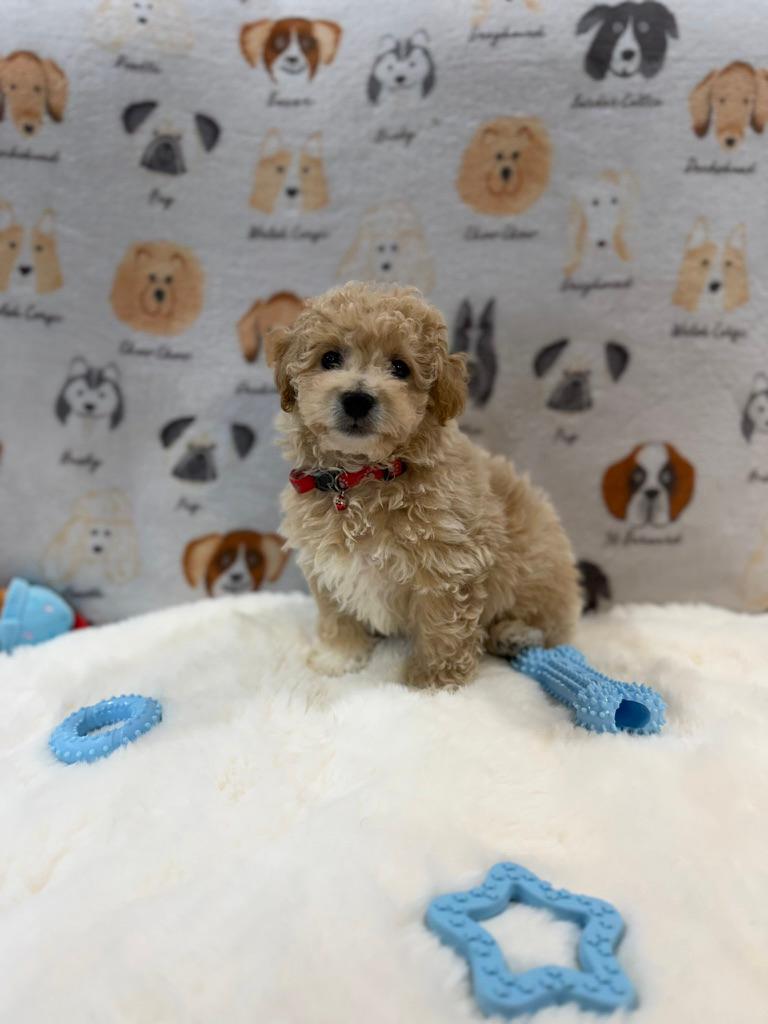 MYKE (Bichon-Poodle)