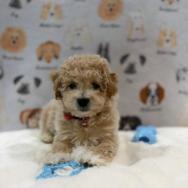 MYKE (Bichon-Poodle)