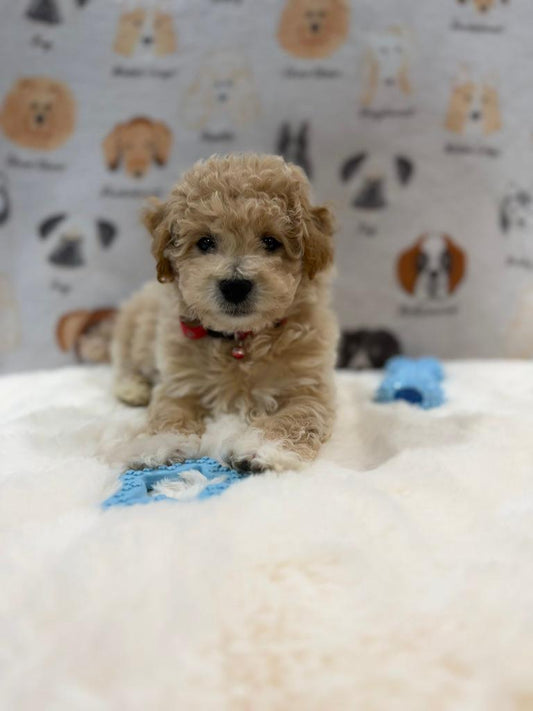 MYKE (Bichon-Poodle)