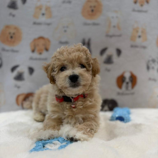 MYKE (Bichon-Poodle)