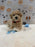 MYKE (Bichon-Poodle)
