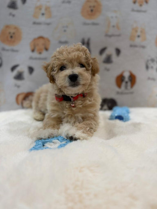 MYKE (Bichon-Poodle)