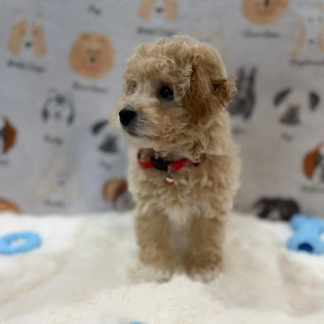 MYKE (Bichon-Poodle)