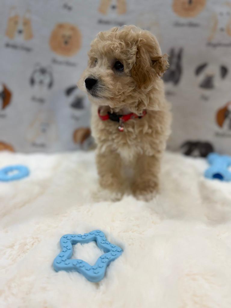 MYKE (Bichon-Poodle)