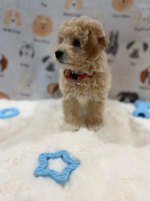 MYKE (Bichon-Poodle)