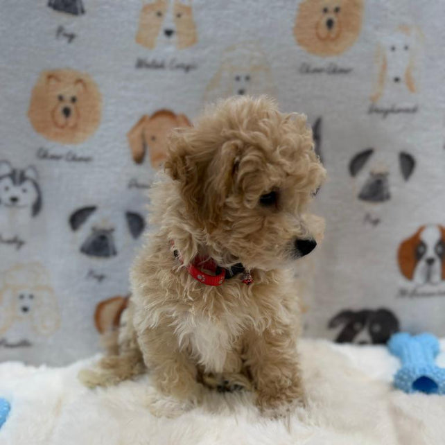 MYKE (Bichon-Poodle)