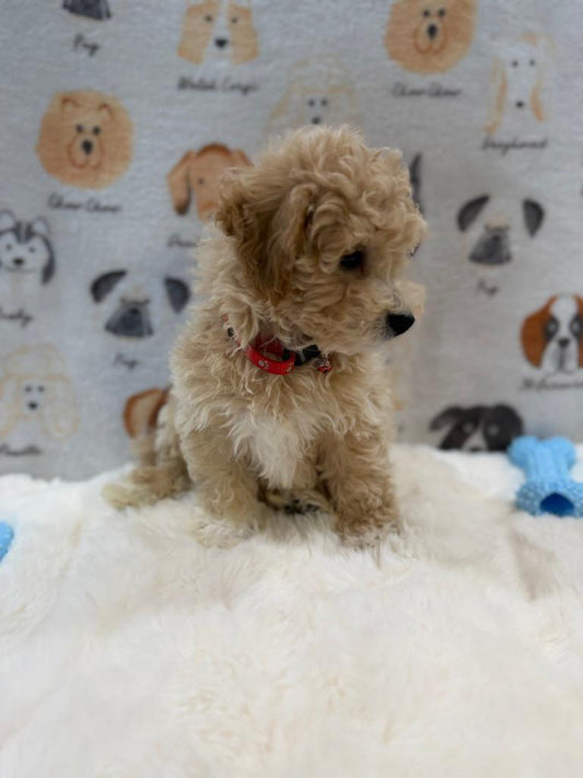 MYKE (Bichon-Poodle)