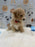 MYKE (Bichon-Poodle)