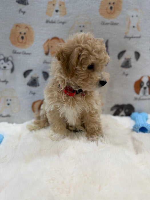 MYKE (Bichon-Poodle)