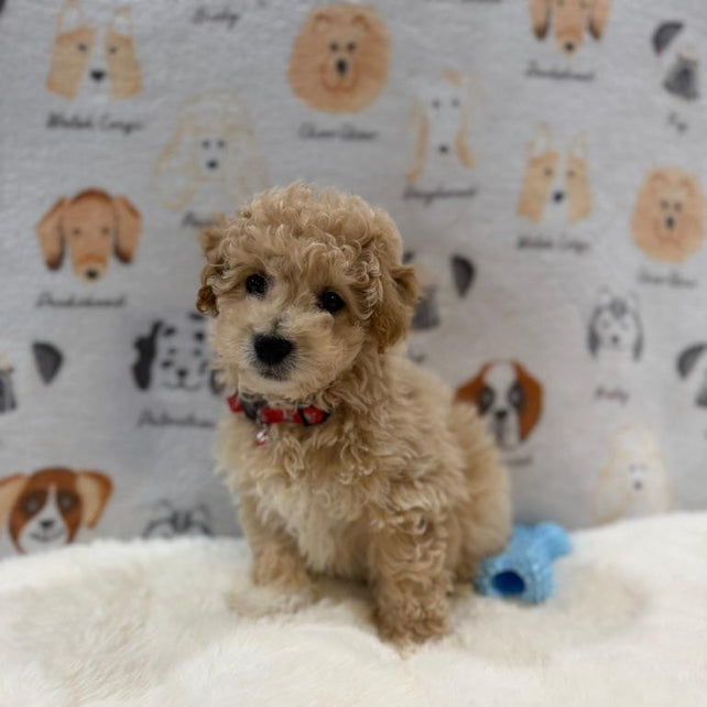 MYKE (Bichon-Poodle)