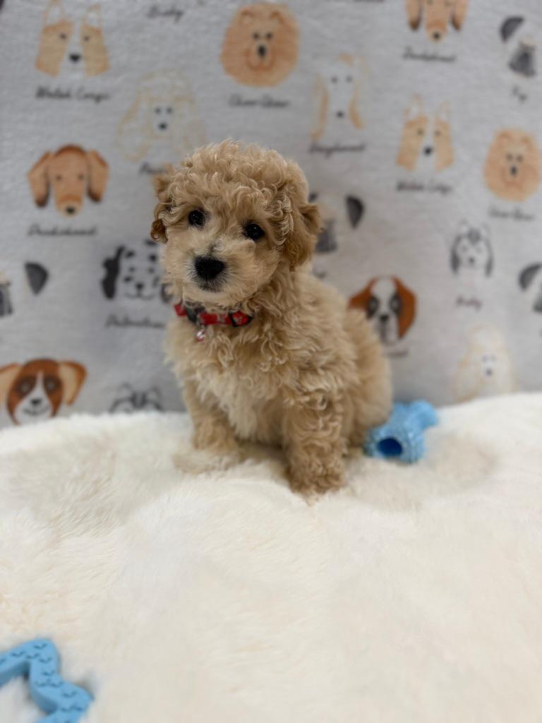 MYKE (Bichon-Poodle)