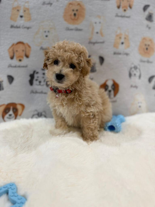 MYKE (Bichon-Poodle)