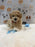 MYKE (Bichon-Poodle)
