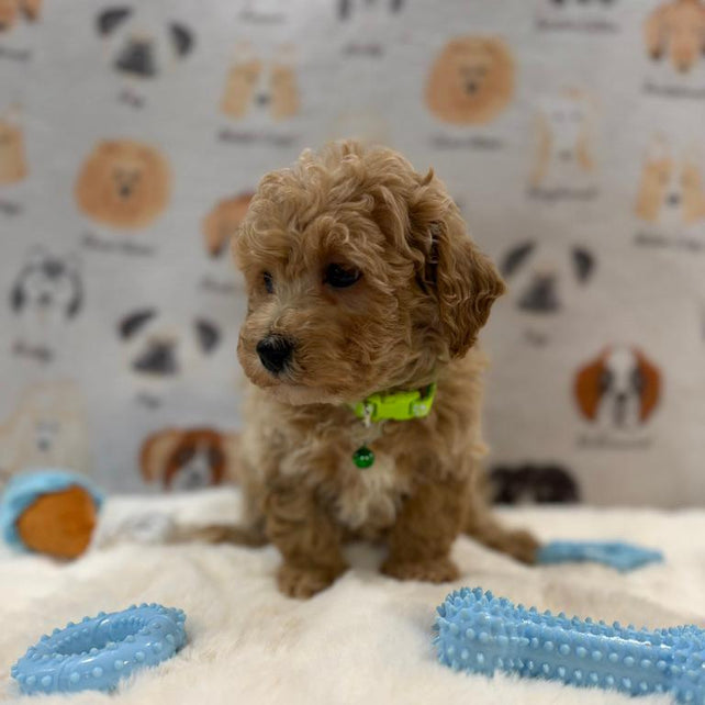 MELVIN (Bichon-Poodle)