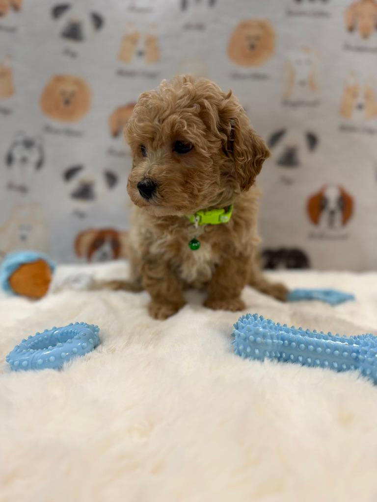 MELVIN (Bichon-Poodle)