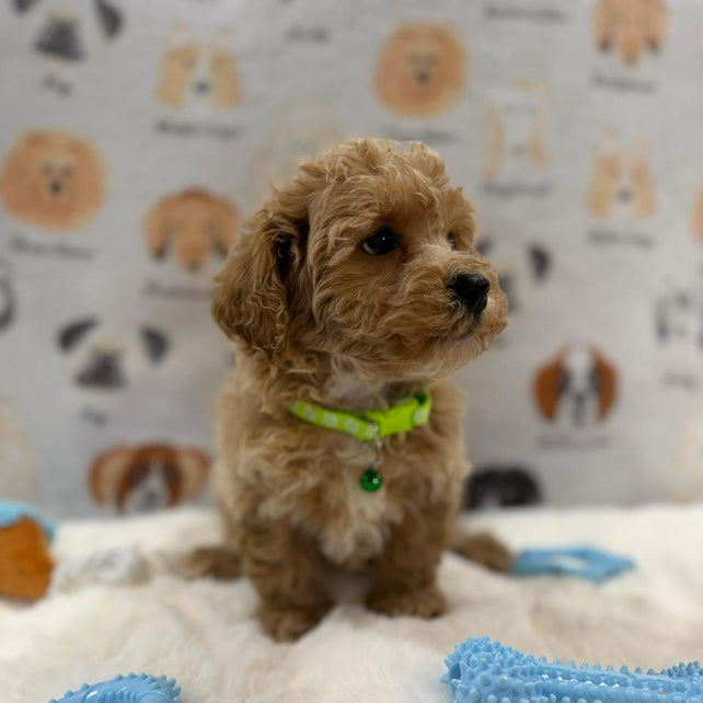 MELVIN (Bichon-Poodle)