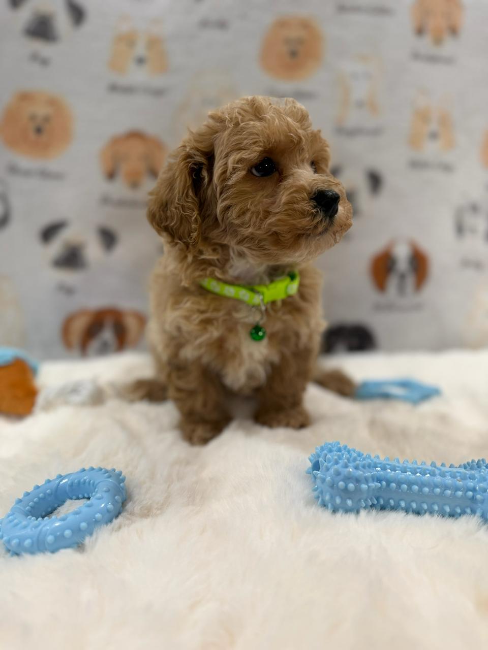 MELVIN (Bichon-Poodle)