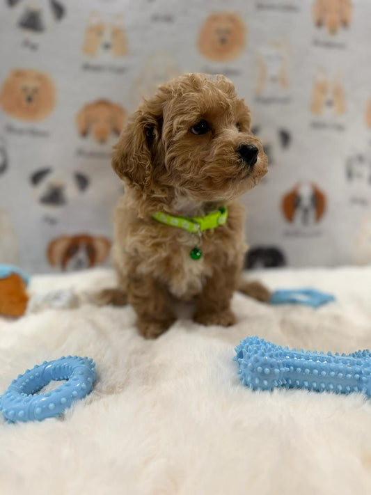 MELVIN (Bichon-Poodle)