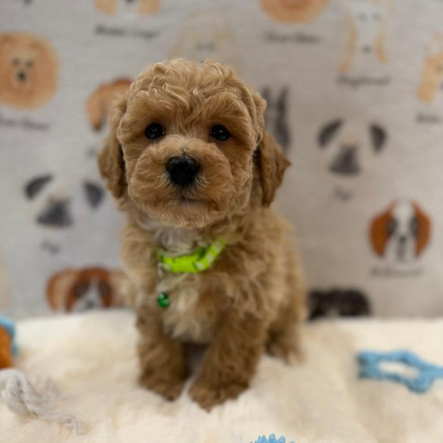 MELVIN (Bichon-Poodle)