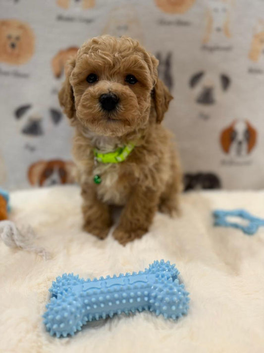MELVIN (Bichon-Poodle)