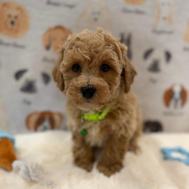 MELVIN (Bichon-Poodle)