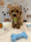 MELVIN (Bichon-Poodle)